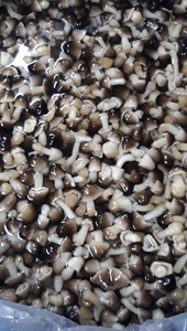 Champignons en paille canevas, meilleure qualité, sangle avec Whatsapp + 0084 845 639639 - Product Image 6