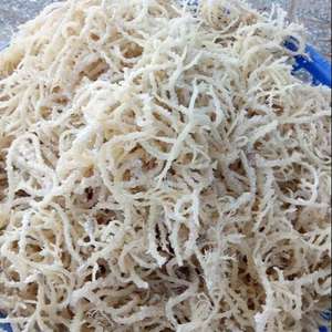 FABRICANT EUCHEUMA COTTONII ALGUES/SEAMOSS/ KAPPAPHYCUS ALVAREZII (Mme Lima) - Product Image 2