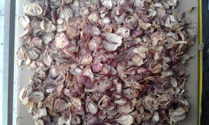 FRESH <b>ONION</b> / <b>DRIED</b> RED <b>ONION</b> FLAKES HIGH QUALITY (Pita Khooi +84 797987491) 99 Gold Data - Product Image 2