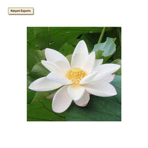 Venta a granel de fábrica White Lotus Absolute Oil Precio razonable Proveedor a granel y exportación de aceite esencial prensado en frío de la India - Product Image 1