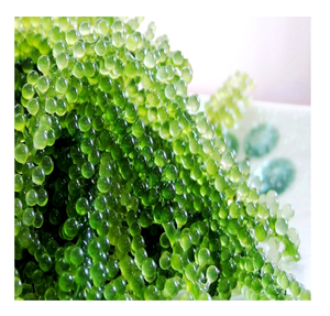 Cỏ Biển Hữu Cơ-Cỏ Biển Khô Từ Việt Nam Với Các Bữa Ăn Giàu Dinh Dưỡng Cho Lứa Tuổi 99 Dữ Liệu Vàng - Product Image 3