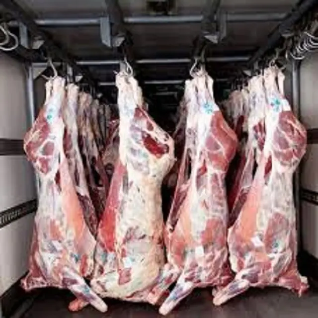 Cammello a base di Carne: 1 Grado Halal Fresco Congelato Carne di Agnello/Halal Montone