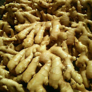 Wholesale Organic <b>Fresh</b> <b>Ginger</b> Price - Product Image 1
