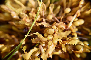 SELLING HIGH QUALITY DRIED SARGASSUM <b>SEAWEED</b> POWDER WITH BEST PRICE- Amber +84383004939 - Product Image 5