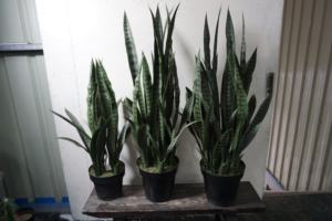 <span class=keywords><strong>Planta</strong></span> Artificial <span class=keywords><strong>de</strong></span> Interior, Bonsái <span class=keywords><strong>de</strong></span> Plástico, <span class=keywords><strong>Planta</strong></span> <span class=keywords><strong>Serpiente</strong></span>/Sansevieria/Agave, Ecológica, Duradera, Sin Necesidad <span class=keywords><strong>de</strong></span> Cuidado - Product Image 5