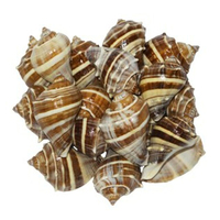 Matériel de coquillages de cauris tigrés, coquillages de cauris en gros