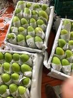 Premium kwaliteit verse gele Kesar mango 100% fruit van topkwaliteit 10kg Dong Thap oorsprong Sunrise Ins 0084 989 322 607 90 dagen houdbaarheid