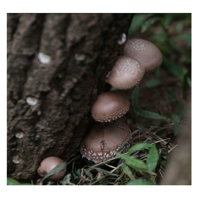 [SMHS-57] Korean Organic Shiitake Mushroom Set made in Korea