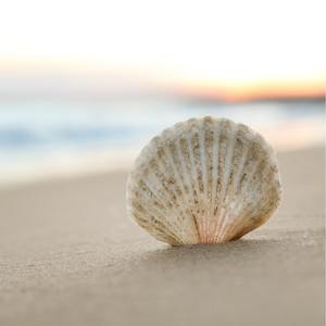 Low Price and High Quality Sea <strong>Shell</strong> Product - Product Image 4