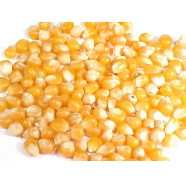 Reich an hochwertigen Vitaminen Reine natürliche Taschen Bio Sweet Dry Baby Corn Gelber Mais Mais