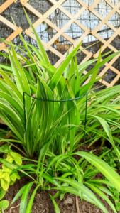 Support de plante en métal de 6 \ "x 17 \" piquet de jardin durable pour vignes et plantes grimpantes - Product Image 4