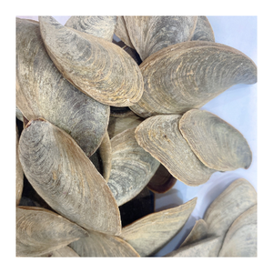 Operculum ซูเปอร์มาร์เก็ตจากทะเล,เวียดนาม - Product Image 5