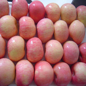 Manzanas Royal Gala Orgánicas Frescas Premium de Sudáfrica al por Mayor - Product Image 3