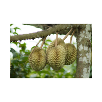 Versgevroren Mongthong/Ri 6 Durians Thailand AAA+ Graad 17kg Zoete Smaak 100% Pure Gele Natuurlijke Doos A4 Fruit Handel