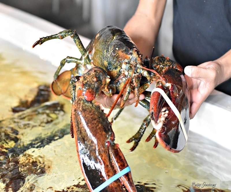 Aragoste vive/aragoste spinose vive/grossisti di frutti di mare vivi imballaggio sfuso brasiliano congelato con 12 mesi di durata di conservazione 10 Kg IQF