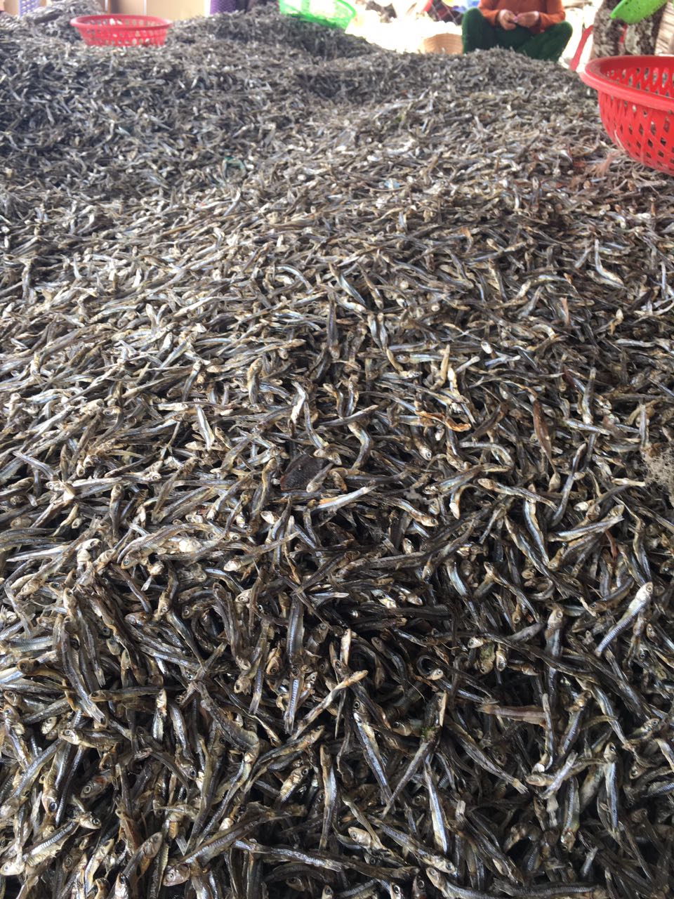 Dry seafood- dried fish anchovy from Vietnam Cheap Price- seafood(dot)linda(at)gmail(dot)com