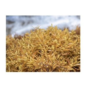 สาหร่ายทะเล/แห้ง Sargassum เวียดนาม - Product Image 1