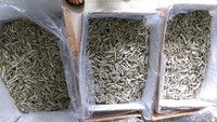 Anchois séchés au soleil du Delta du Vietnam - Morceaux nutritifs à faible teneur en sel en boîte, haute qualité