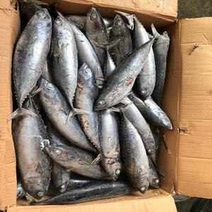 Maquereau d'Atlantique Congelé Qualité Supérieure Entier Grande Taille 300-400g Emballage Sous Vide Processus BQF Nutritif Afrique du Sud (Scomber) - Product Image 2