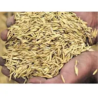 農業天然卸売価格丸みを帯びた薄黄色の植物米の茎ベトナムからのもみ殻の輸出
