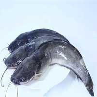 Poisson glacé, 20 animaux domestiques de haute qualité, poisson-chat, givré, prix total