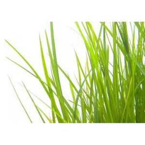 Huile Essentielle de Palmarosa 100% Pure Distillée à la Vapeur Certifiée GMP – Excellent Soin Cheveux & Peau, Nettoyage des Pores, Massage – Prix en Gros - Product Image 2