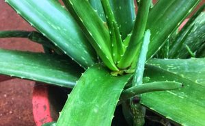 Feuille d'Aloe Vera-Aloe barbadensis laisse il contient des plantes saines - Product Image 6