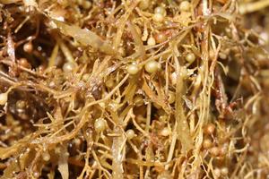 Sargassum สาหร่ายผง Sargassum ผงจากเวียดนาม-เคธี่ + 84795877933 - Product Image 5