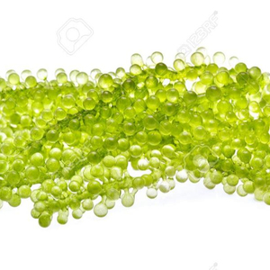 Algas marinas saladas Algas marinas Umibudo Algas marinas Uva - Product Image 2