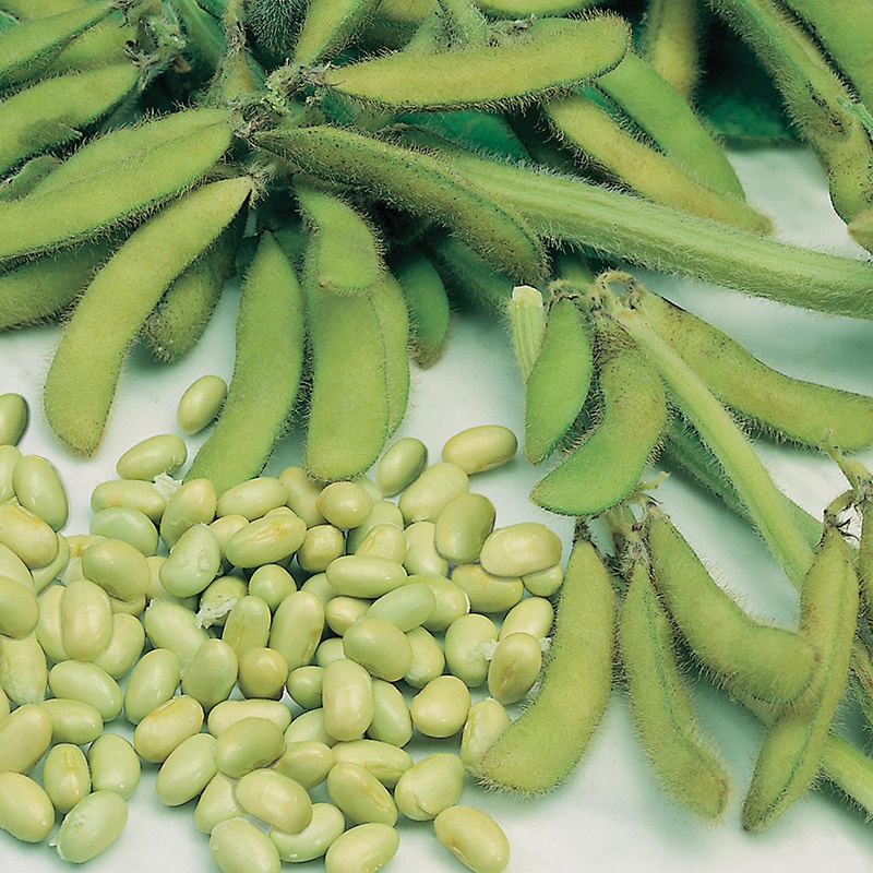 Соевые бобы картинки