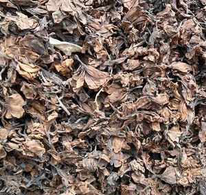 FLOR DE PLUMERIA SECADA DE ALTA CALIDAD - BUEN PRECIO - Product Image 1