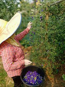 อินทรีย์ผีเสื้อถั่วผง USDA และสหภาพยุโรปได้รับการรับรองพรีเมี่ยมสมุนไพรอินทรีย์ชาขายส่งจากประเทศไทยผีเสื้อถั่วดอกไม้ผง
