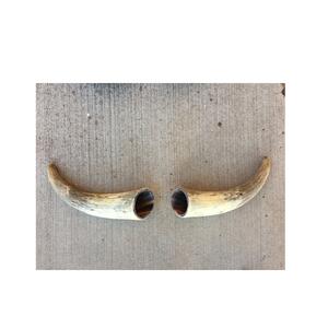 Cuerno de búfalo pulido decorativo ecológico Cuerno al por mayor Venta caliente con el cuerno decorativo de buey de la mejor calidad - Product Image 1