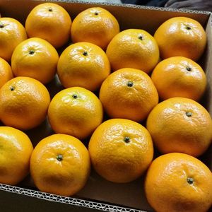 Kino Kinnow Segar Jeruk Keprok Jeruk Buah Jeruk dari Pakistan