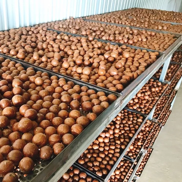 Harga Pabrik Kacang Macadamia Dalam Kerang dan Kacang Macadamia Panggang (Linda/ WA + 84 989 322 607)