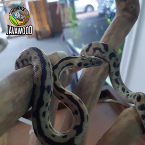 Branches naturelles d'escalade en bois sur base en ardoise pour reptiles, best-seller - Product Image 5