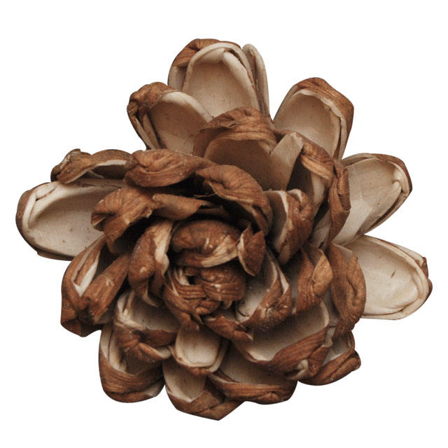 ธรรมชาติ