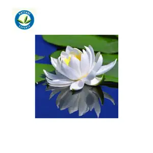 Olio essenziale assoluto di loto bianco puro e naturale di qualità Premium più venduto per l'intero fornitore di vendita