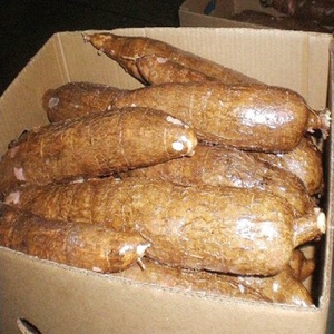 Yuca Fresca en Rodajas, Orgánica Premium de Alta Calidad, Certificada ISO, Tamaño 17cm, Peso 3kg, Maduración 70, Origen EE. UU. - Product Image 1