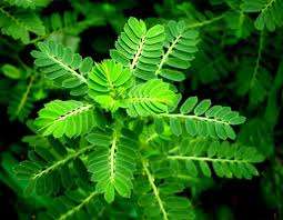 100% PHYLLANTHUS URINARIA SECO NATURAL/GRIPEWEED EN VIETNAM - Product Image 2