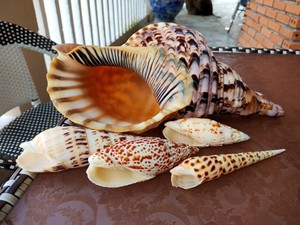 Ornements de décoration de chambre d'artisanat de coquillages naturels et coquille de cauri en gros coquille d'escargot polie pour la décoration de la maison - Product Image 6