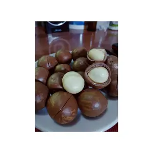 Top Sale Macadamia Nuts Roasted Shell Made In Vietnam 2021