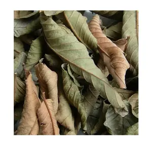 Latest Hot Sale Dried Guava Leaf High Quality/Natural Green Dried Guava Leaves/Guava Leaf powder for Sale from Vietnam