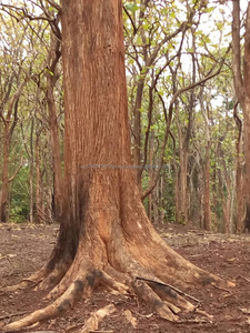 ทุกประเภทไม้ซุงรวมถึง frackerovenkhole ekbeli ekop mukulu - Product Image 5