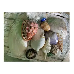 Seashell Sea Shells For Engineered Stone Decoration Accessories Jewelry Mini Angel // Kathy: +84813366387 99GD