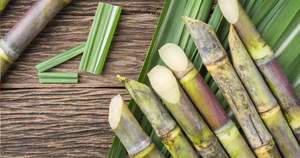 Caña de Azúcar NATURAL de Vietnam, caña de azúcar dulce fresca, venta al por mayor, 84 348130044 - Product Image 6