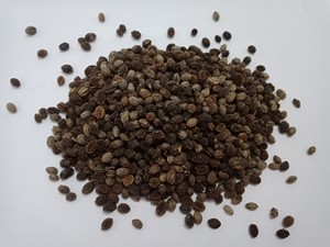 Fresh Yellow Skin Papaya <b>Nuts</b> from Vietnam High Nutritive Yellow Papaya Product - Product Image 5