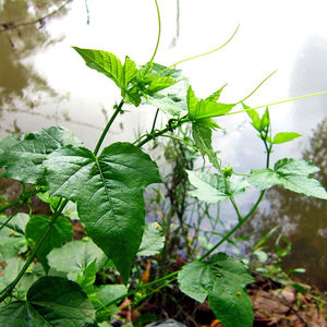 ชาดอกชบาเวียดนามคุณภาพสูง สดและแห้ง สำหรับเครื่องดื่มในวันหยุด - Product Image 2