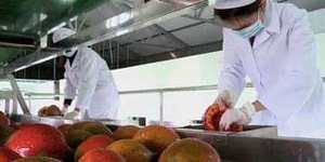 GAC FRUIT - MOMORDICA COCHINCHINENSIS POWDER <b>EXTRACT</b> / Ms. Shyn - Product Image 4