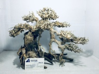Meilleure vente Bonsaï en bois flotté pour aquarium écologique de haute qualité avec verre pour la décoration d'aquarium fabriqué au Vietnam